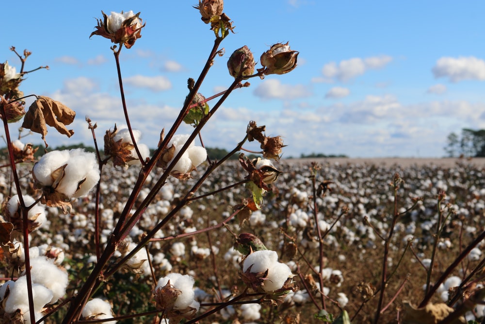 A field of organic cotton. Image source: Unsplash